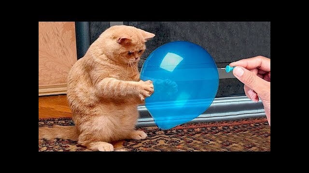 Best Funny Animal Videos Of The 2023 🤣 - Funniest Cats And Dogs Videos 😺😍😂🐶 Funny cat & dog videos 😍