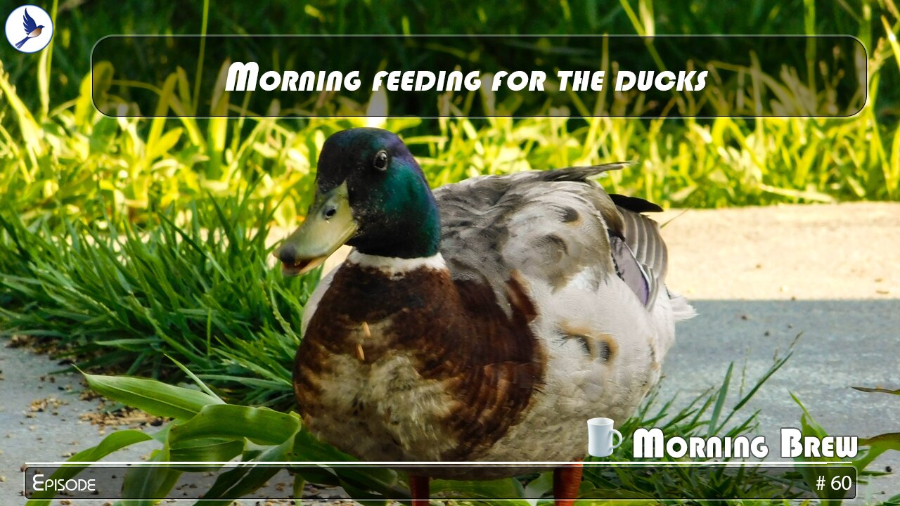 Morning feeding for the ducks