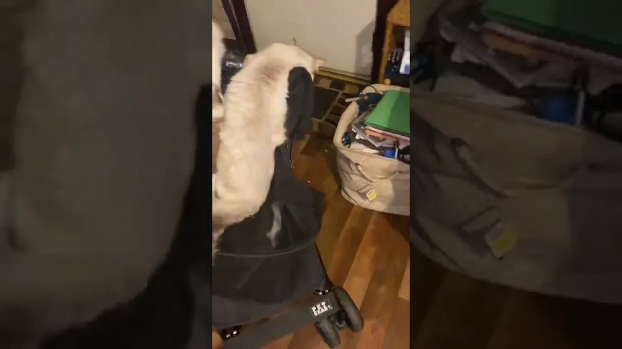 How NOT to Load a Cat Stroller…