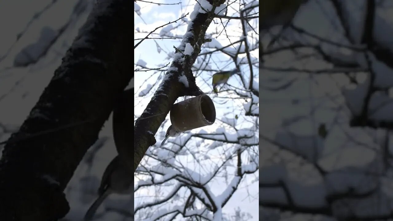 Bird #beauty#