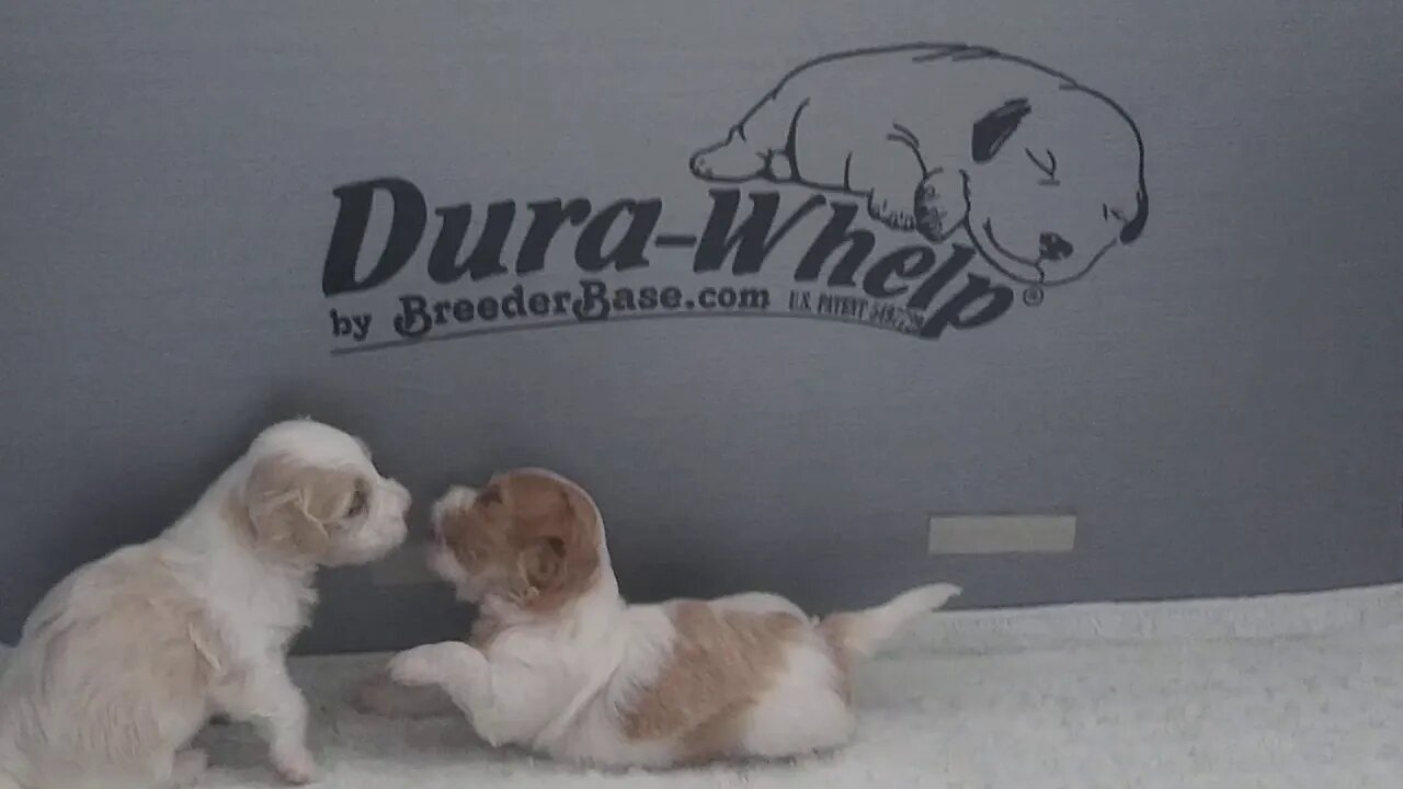 D Litter @ 3wks old(2)