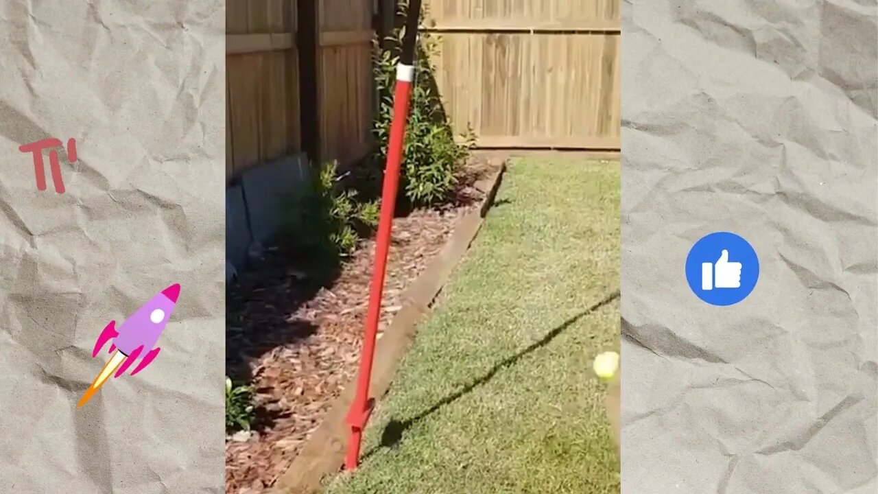 Pomeranian plays tetherball, Funny cute pets lovers