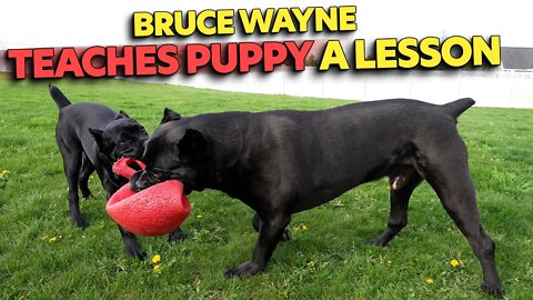Bruce Wayne Teaches Puppy A Lesson - RAW Video - Cane Corso