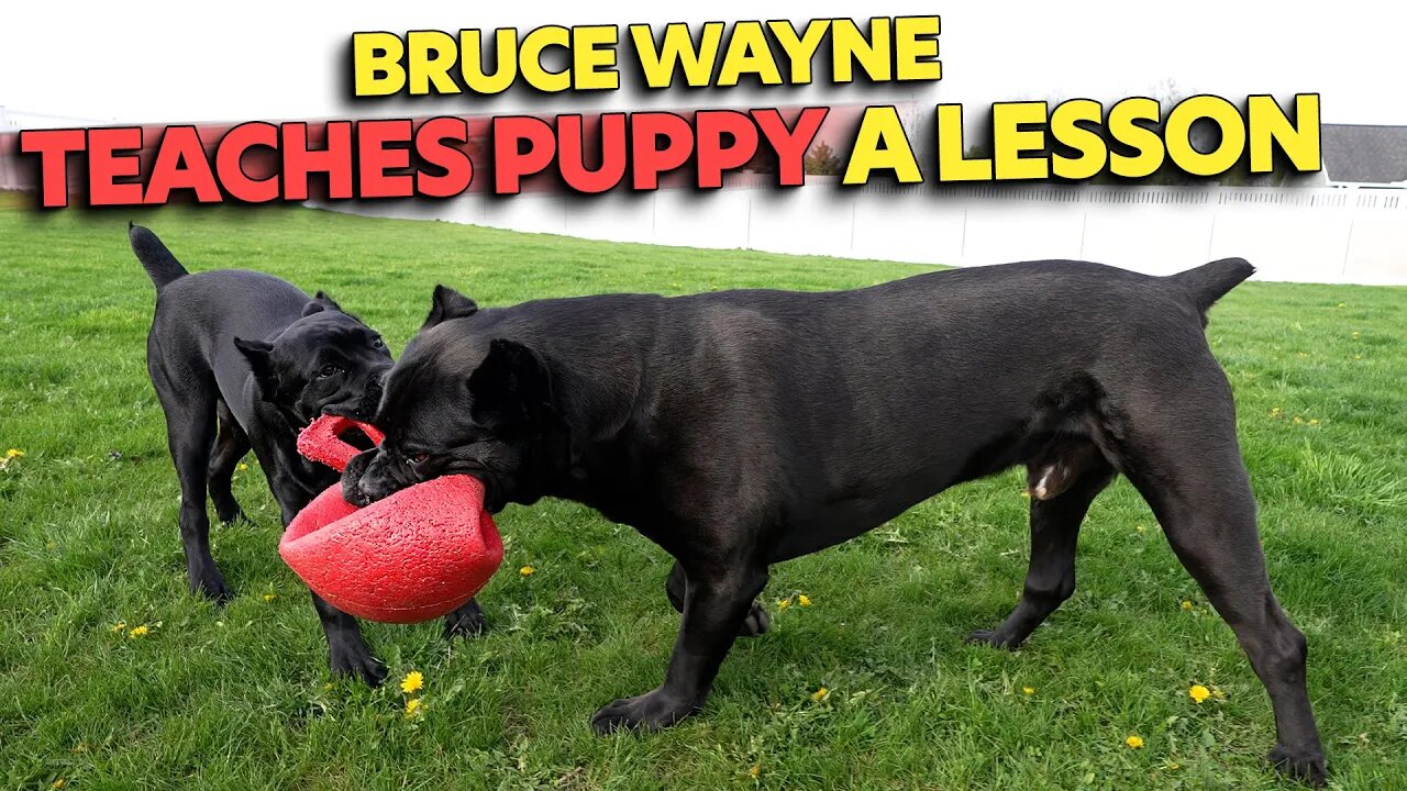 Bruce Wayne Teaches Puppy A Lesson - RAW Video - Cane Corso
