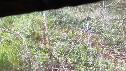 My first turkey hunt