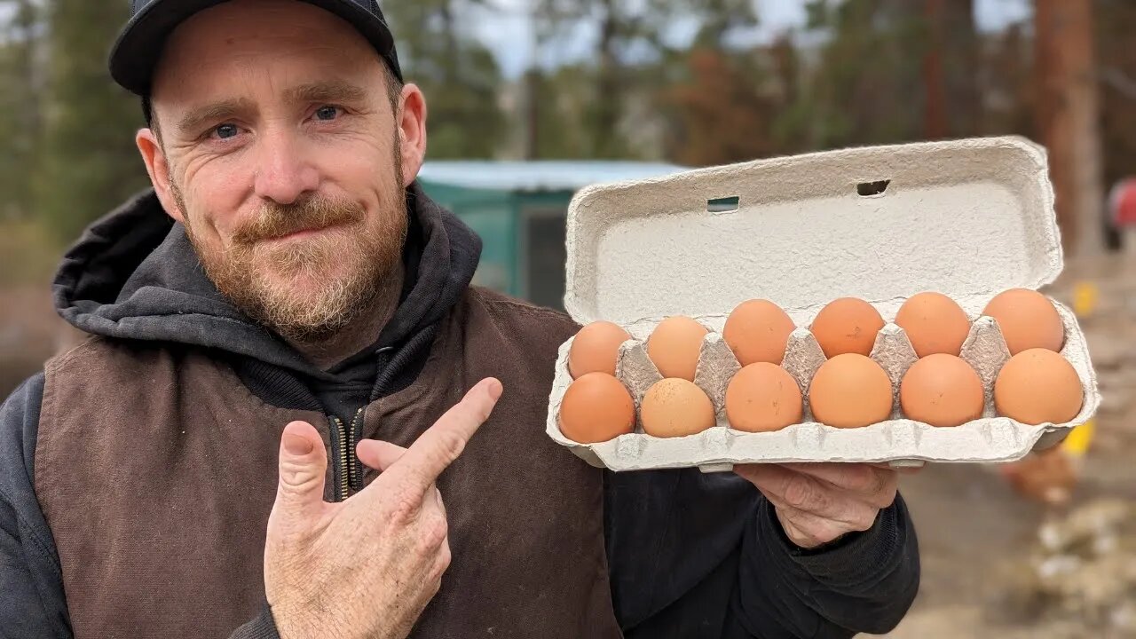 From Nest to Market: How We Collect, Package and Sell Eggs
