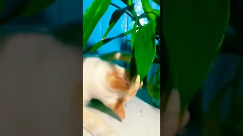 OLHAA ISSO😮😮😮😮😮😮 😱😱😱😱😱😱😱😱😱😱😱😱😱😱😱😱😱😱#viral #shorts #mundoanimal