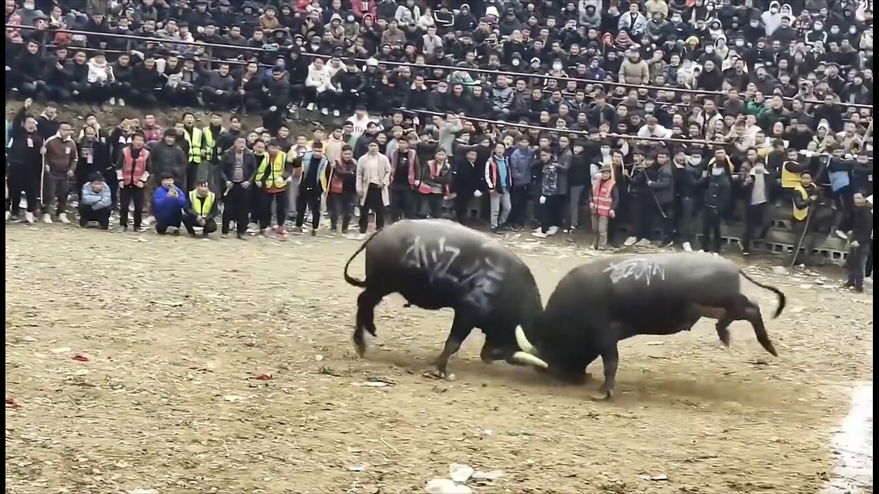 Incredible bull fight