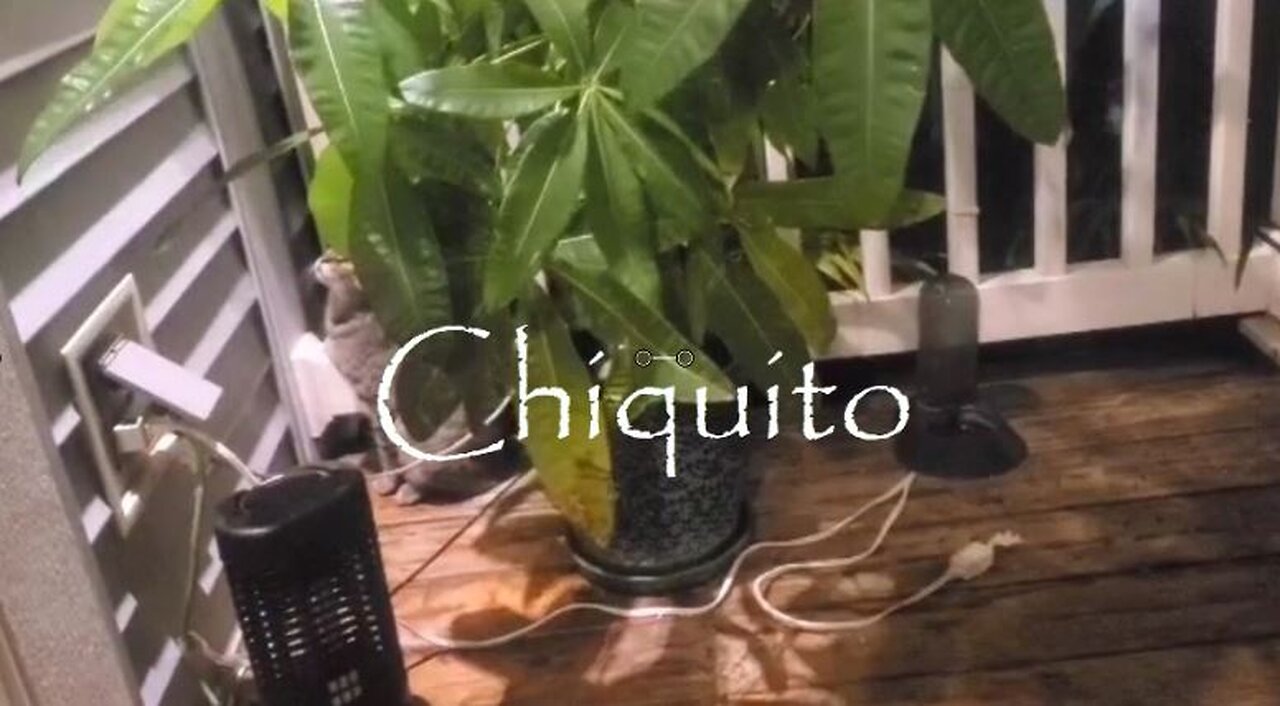 2023 M06 13 Primer video de Chiquito