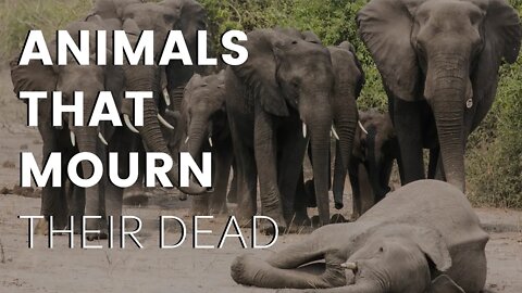 5 Animals that Mourn their Dead!