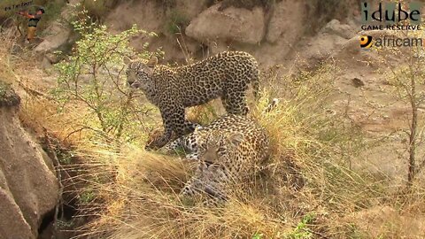 Leopard And Cub - Life Outside The Bushcamp - 27: On Scotia Dam Wall