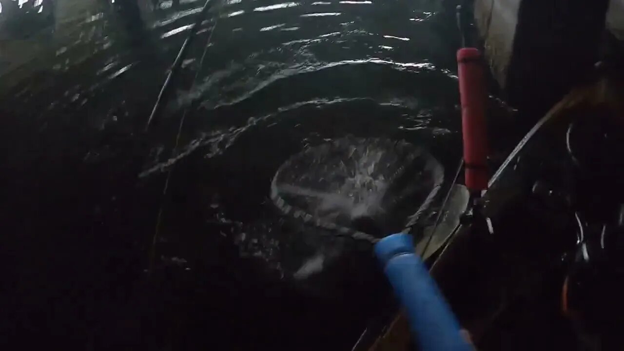 Tampa Bay BIG Sheepshead Caught On Oysters