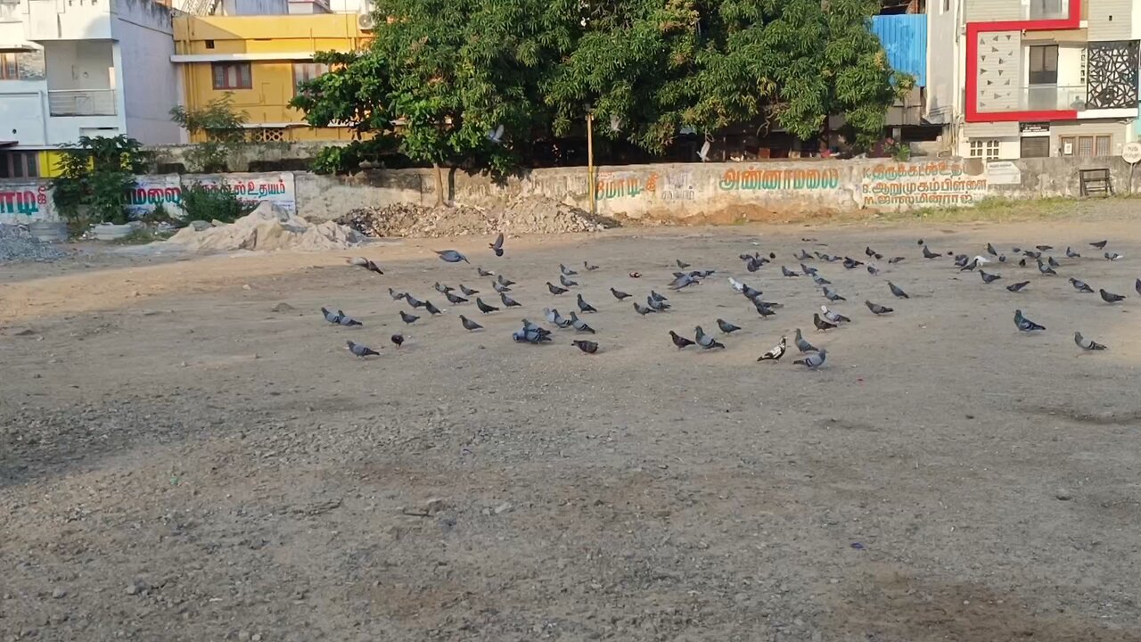 Birds fly
