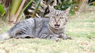 Gatinhos Fofinhos - Cute Kitties