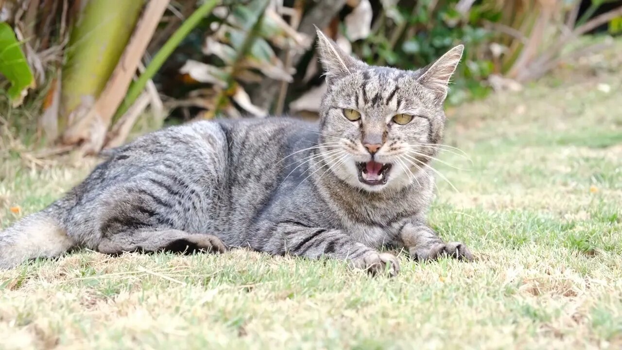 Gatinhos Fofinhos - Cute Kitties