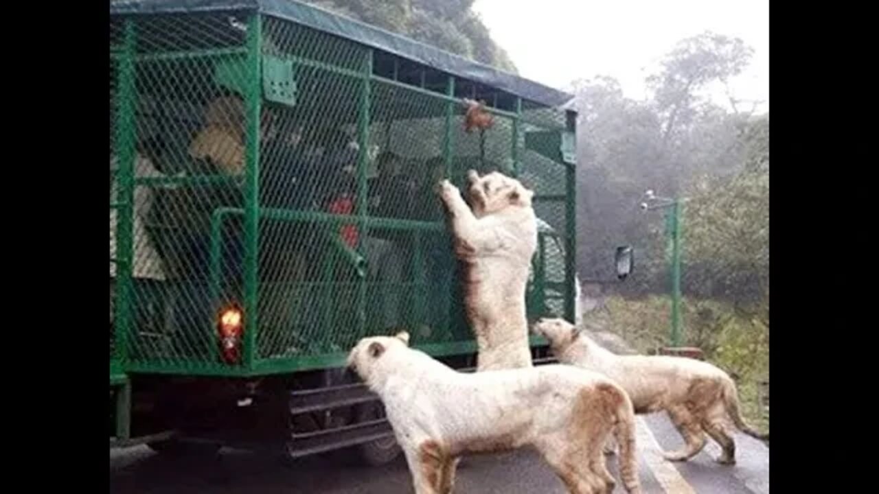 People Zoo, yes people in cages for animals to watch, Fun Facts, #shorts.