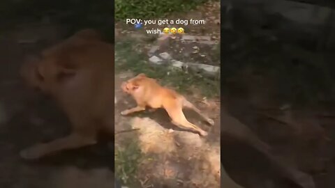 dog from wish