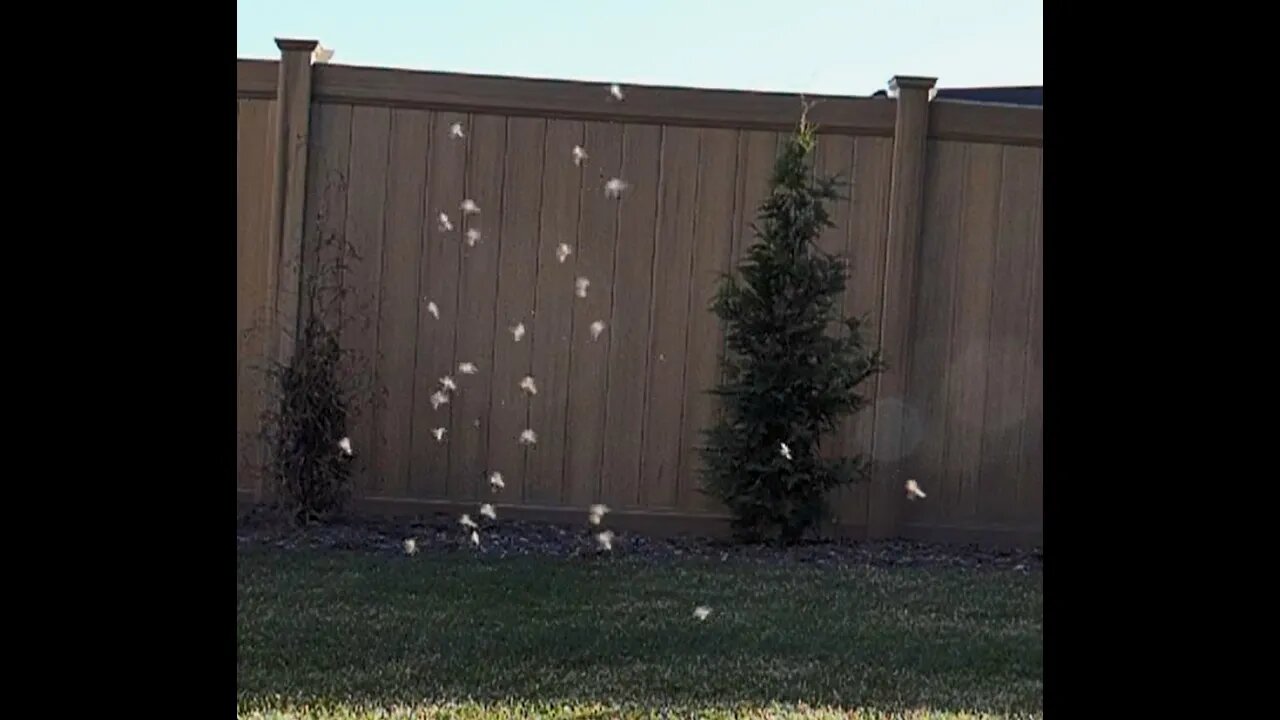 Angels Swirling, Backyard, Re-upload (July 9, 2018)