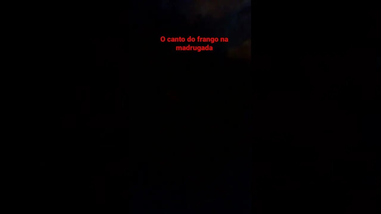 o canto dos frangos pescoço pelados na madrugada