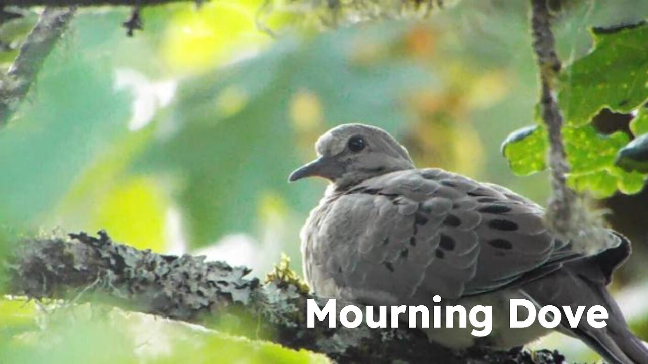 Mourning Dove