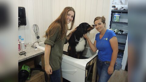 Visite Le Chien d'Or