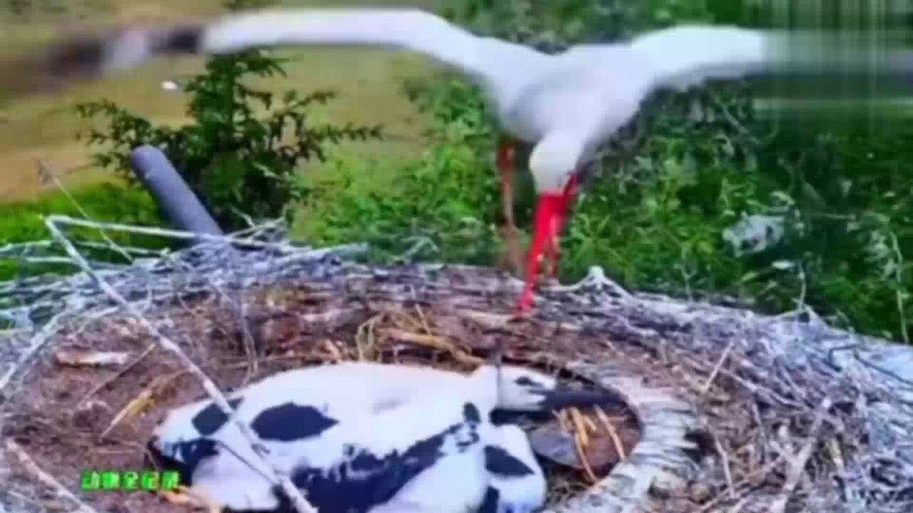 The injured mother bird raised her two young children, and then neighbors came and fought over