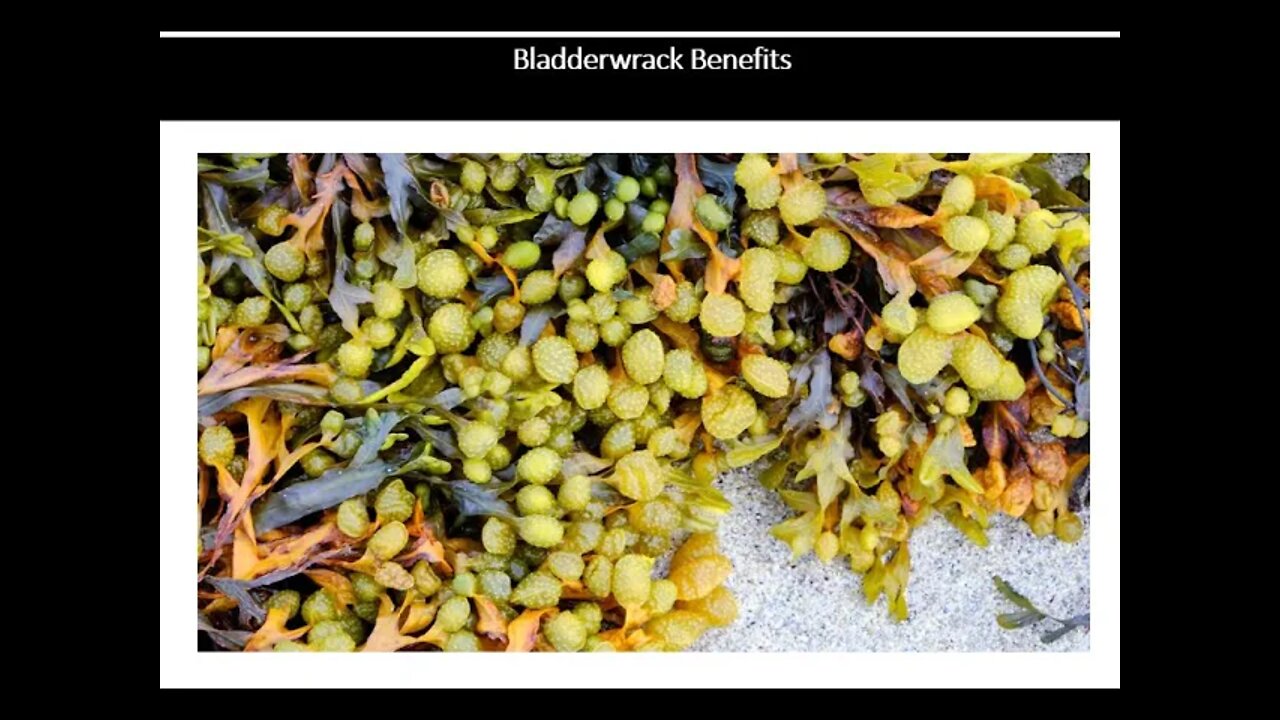 Bladderwrack Seaweed Benefits