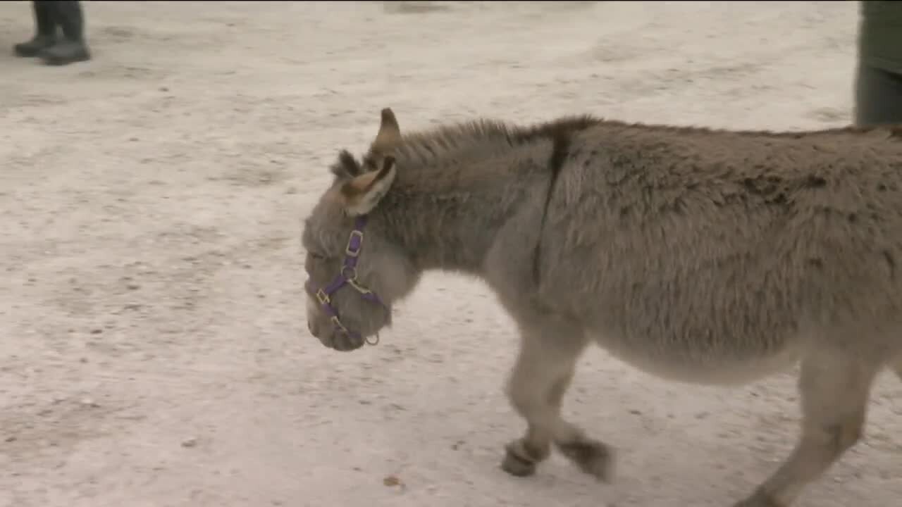 MKE Urban Stables hosts donkey-themed Groundhog Day