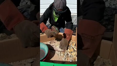 Smashing gold ore! #shorts #prospecting #gold #short #rockhounding