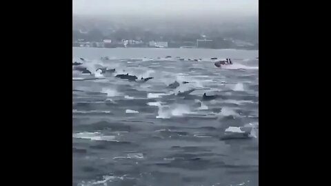 Dolphin brigade