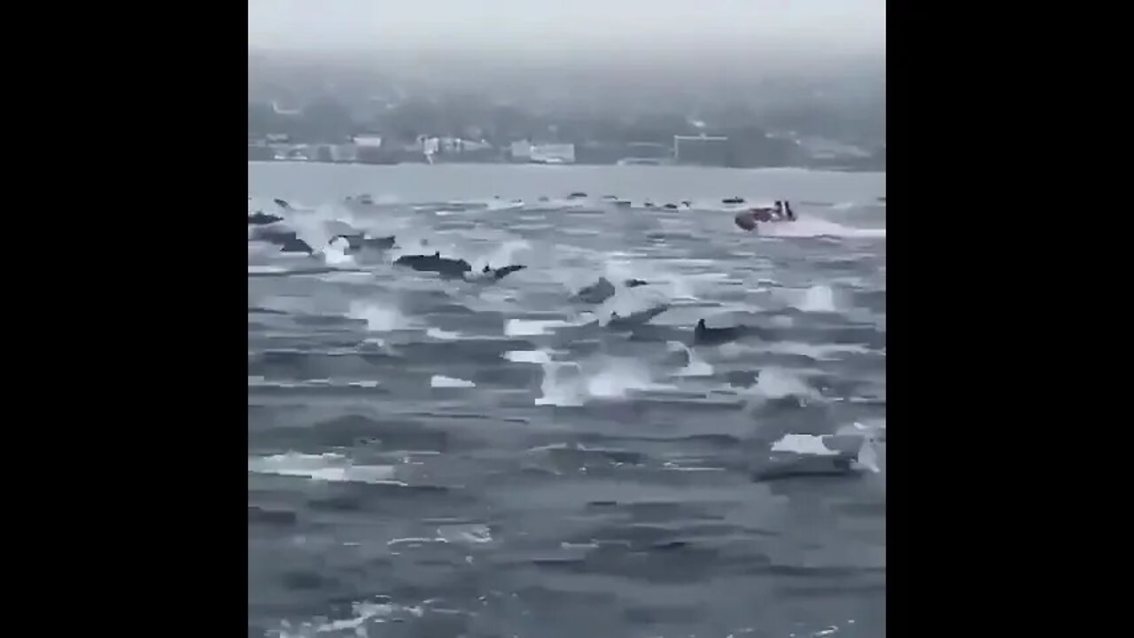 Dolphin brigade