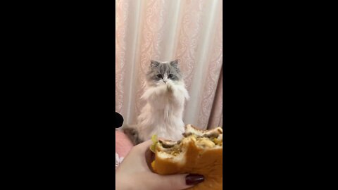 Who can refuse a burger-loving kitty！