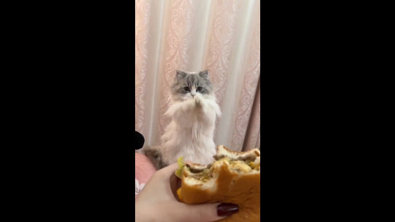 Who can refuse a burger-loving kitty!