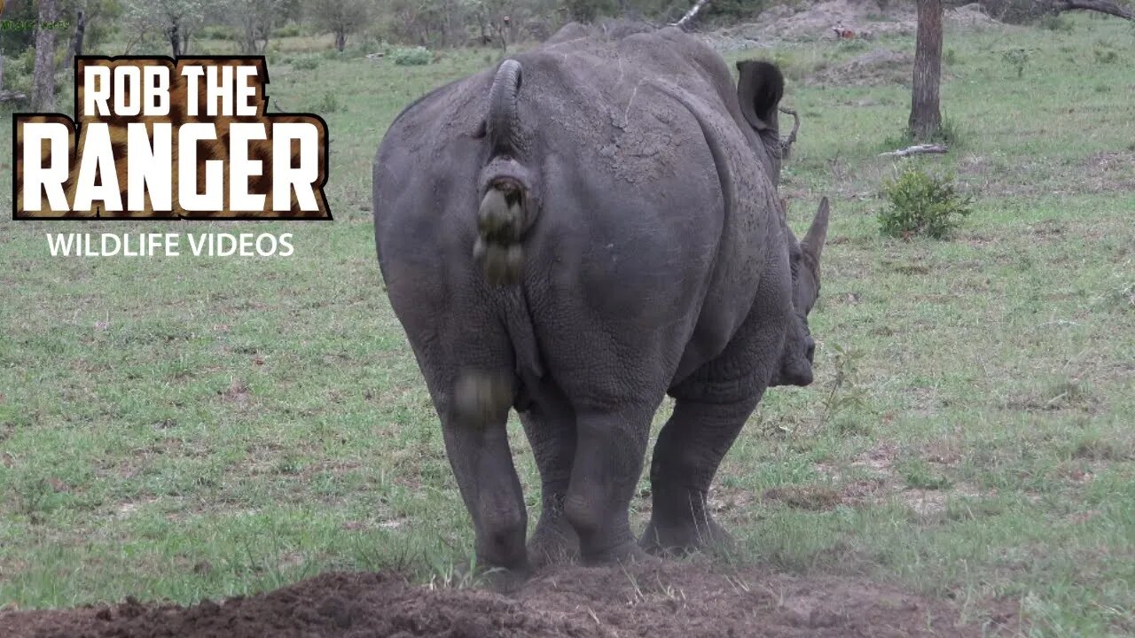 Male Southern White Rhino Marking Territory...