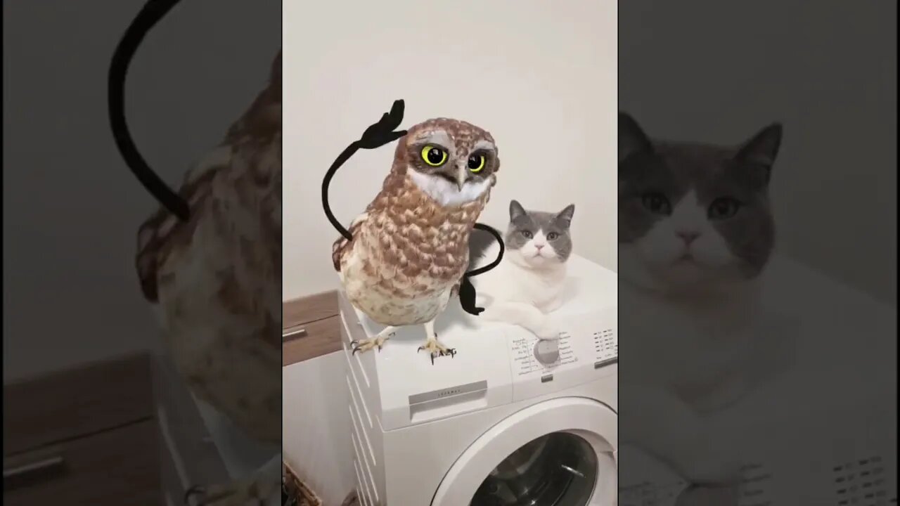 🦉Owl - funny owls and cute owls, new compilation with music🦉