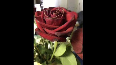 The NIV bible reading: Numbers 19: 1-22 And 1 Corinthians 2:1-16