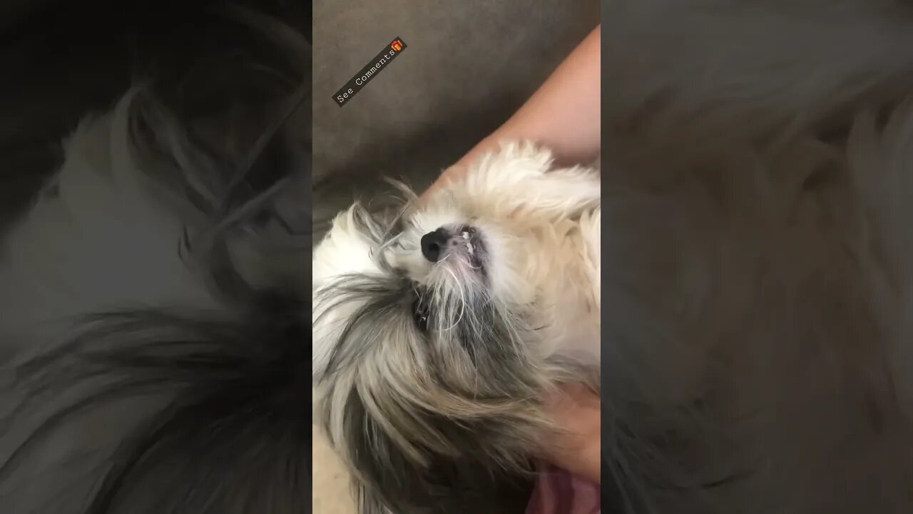 Lala Shih tzu cute puppy vs taking a bath 🐾🐶