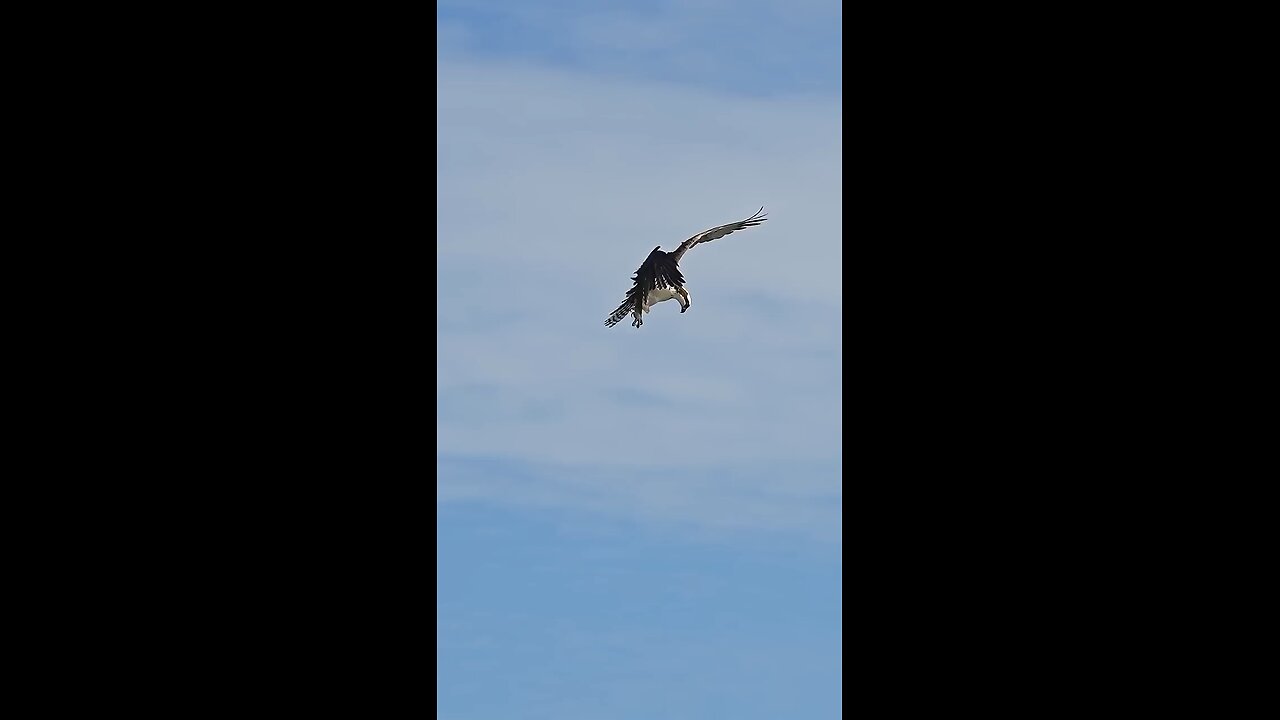 Falcon Catch Catfish in The Sea 🌊