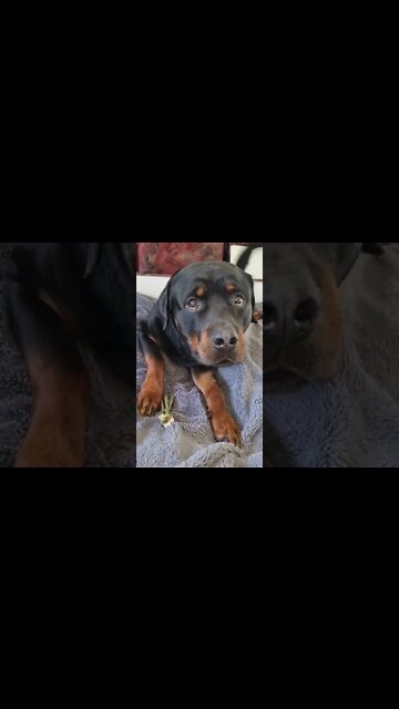 Look at this dogs expression | Rottweiler listening to bedtime story