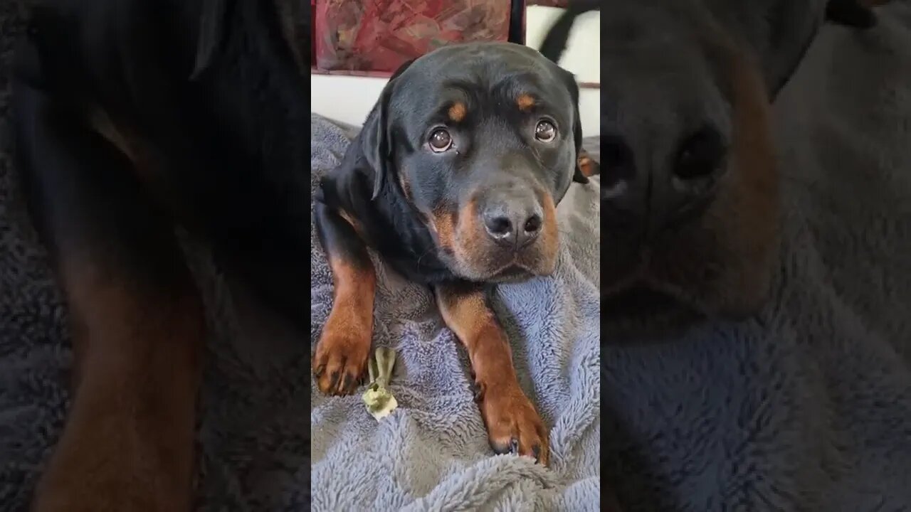 Look at this dogs expression | Rottweiler listening to bedtime story