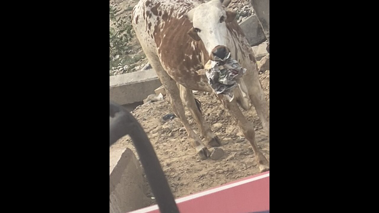 Cow Eating Paper So Sad 💔