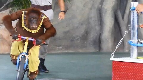 funny orangutan riding bike