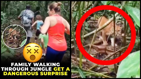 Family Walking In Jungle Encouters A Wild Cat