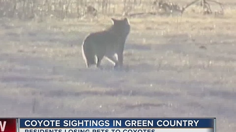 Coyote Sightings In Green Country