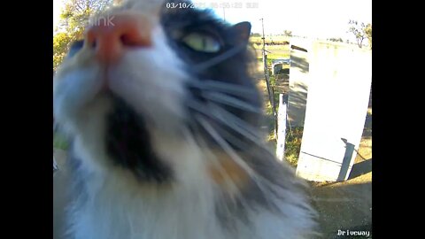 Lippy jumps on camera