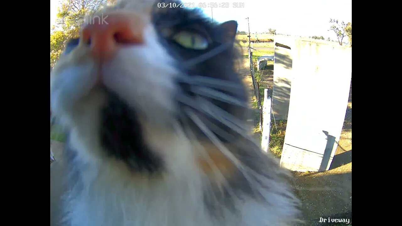 Lippy jumps on camera