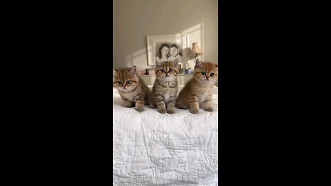 can't get sick of these kittens.