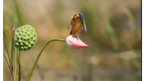 Beautiful birds