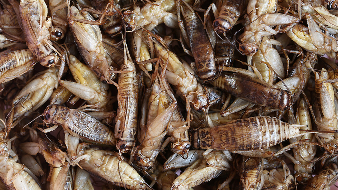 Major Food Corporations, like PepsiCo, Sneaking Insect Protein Into Foods