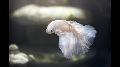 Betta fish